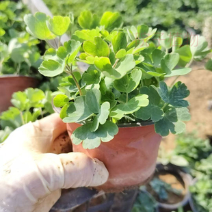 大花飞燕草盆栽苗花苗多年生庭院阳台好养易活耐寒耐热植物