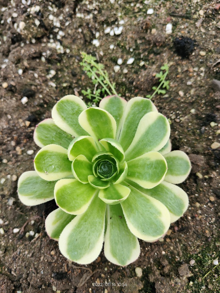 万圣节奶白锦单头带根多肉法师植物20