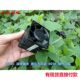服务器散热 江哥 散热风机 增压大风量 6056 12V 1.23A