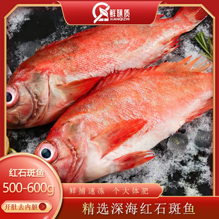 拍1发3开背红石斑鱼3条野生鲜活冷冻去内脏大眼鱼虎头斑