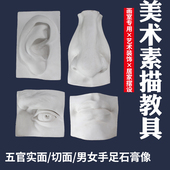 五官实面五官切面男女手足美术用品石膏教具 素描写生教具