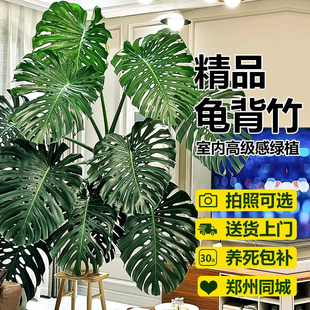 郑州同城龟背竹老桩客厅大盆栽提根大叶室内植物开背巨型绿植好养