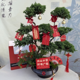 顺丰包邮五层塔松绿植礼品盆景送领导送长辈祝寿礼物开业乔迁礼物