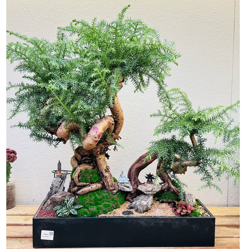 澳洲杉盆景老桩造型植物室内客厅办公室绿植中秋送长辈不老松盆栽,鲜花速递/花卉仿真/绿植园艺,造型盆景,淘宝优惠券,粉丝福利购,淘宝优惠卷