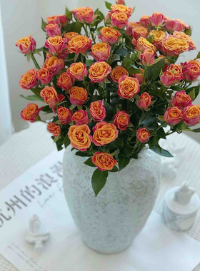 多肉橙色玫瑰花鲜花5支/份 颜色明媚的复色泡泡花瓣厚实