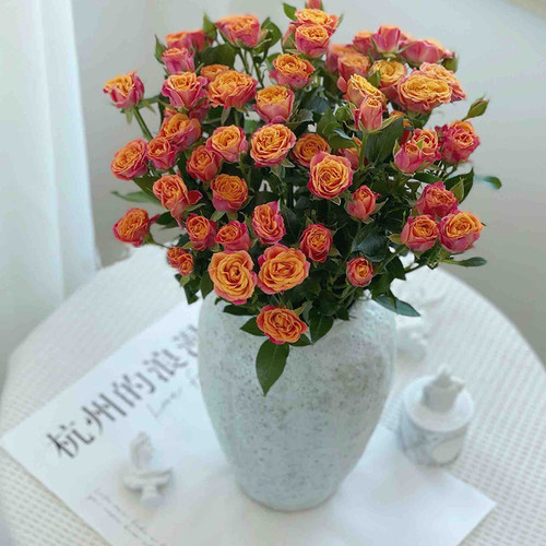 多肉橙色玫瑰花鲜花5支/份 颜色明媚的复色泡泡花瓣厚实