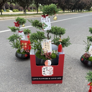 五层塔松送老师谢师礼教师节送乔迁开业祝寿生日送长辈领导退休礼