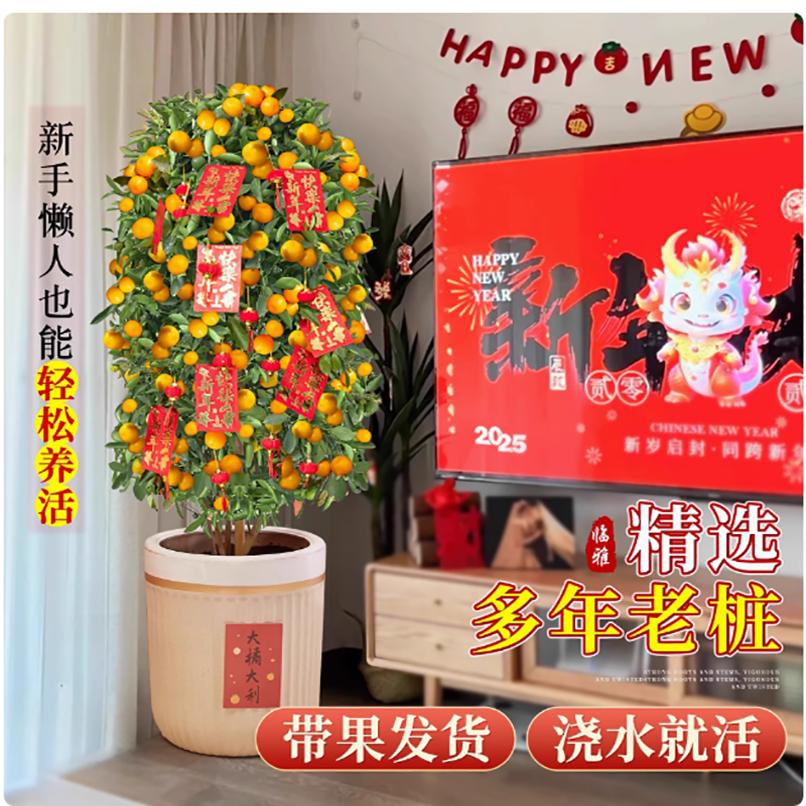金桔盆栽带果绿植橘子树室内