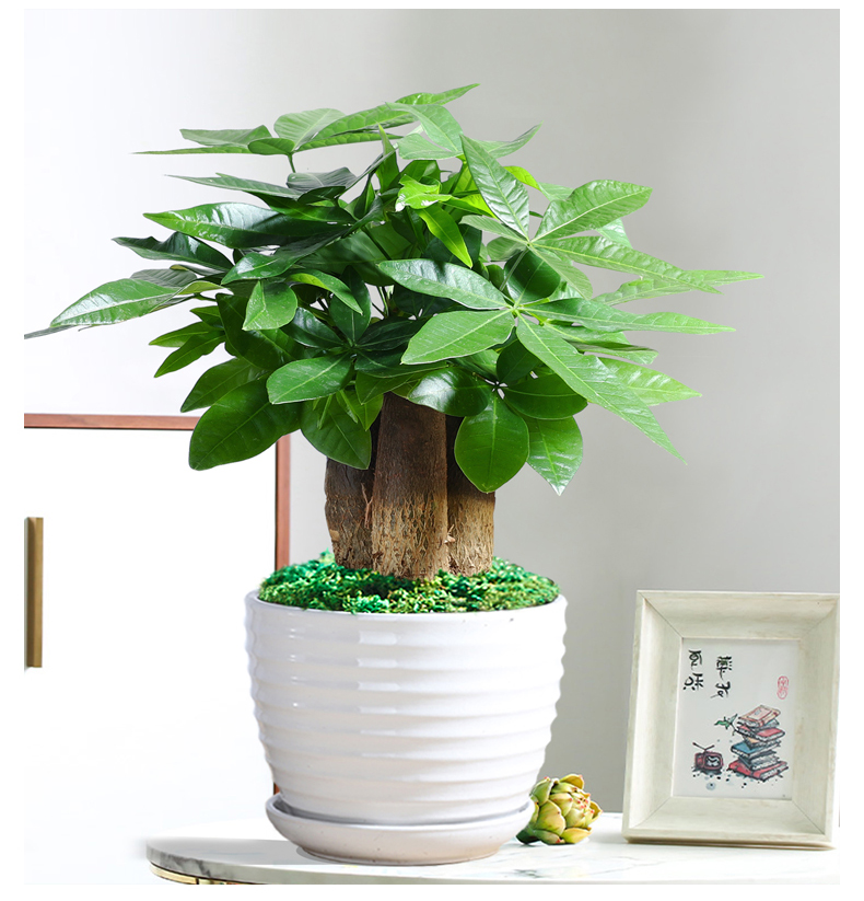 发财树招财盆栽桌面观叶绿植吸甲醛防辐射室内客厅小发财树桌摆