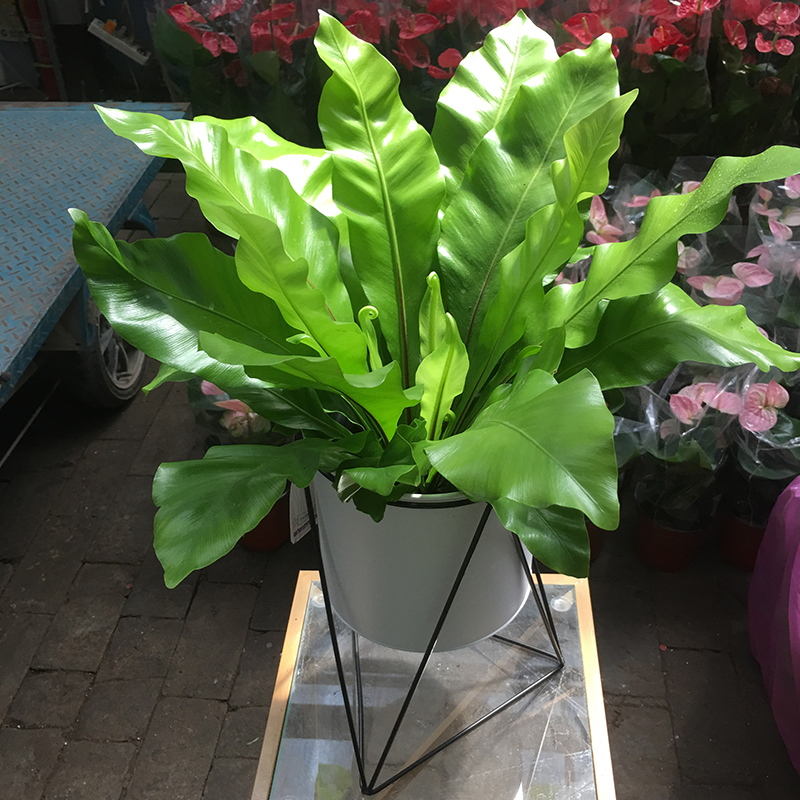 绿植小鸟巢蕨迷你聚宝盆吸收