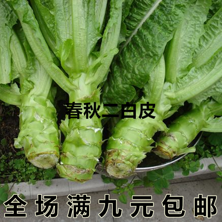 农家耐热秋季庭院莴笋种子