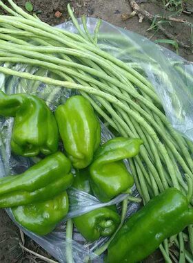 新鲜农产品生鲜蔬菜 豇豆长豆角 蛇豆角1500g农家肥种植包邮特惠