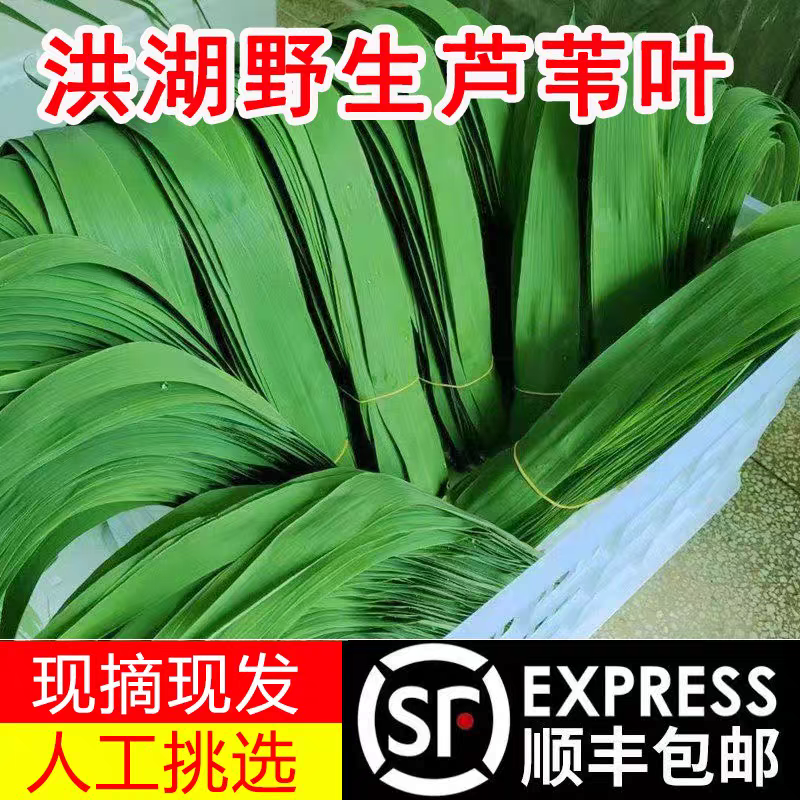 顺丰洪湖粽叶手工挑选新鲜粽叶湖北特产野生芦苇叶箬叶粽子叶500g
