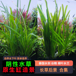 大水兰线叶谷精泰国水剑细叶水兰迷你小水兰水下叶针叶皇冠后景草