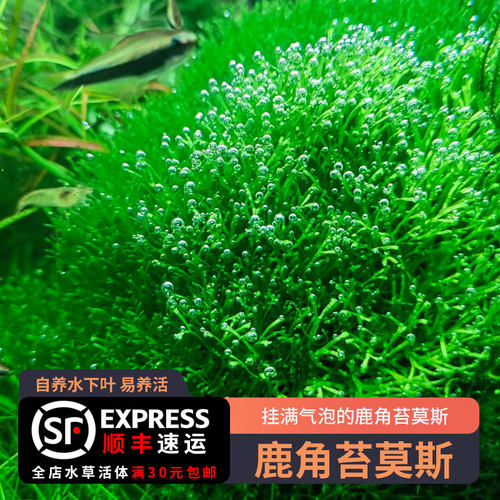 鹿角苔水草价格 多少钱