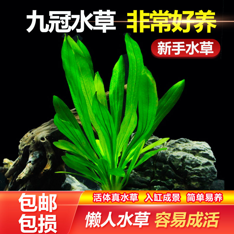 九冠水草皇冠水草好养水草植物鱼缸真水草绿九冠迷你九冠阴性水草-封面