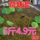 荷塘泥碗莲睡莲专用塘泥大包 荷花泥淤泥河泥水生植物营养泥土 包邮