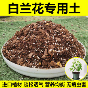 白兰花专用土白玉兰黄角兰紫玉兰黄兰通用营养土盆栽种植泥土肥料