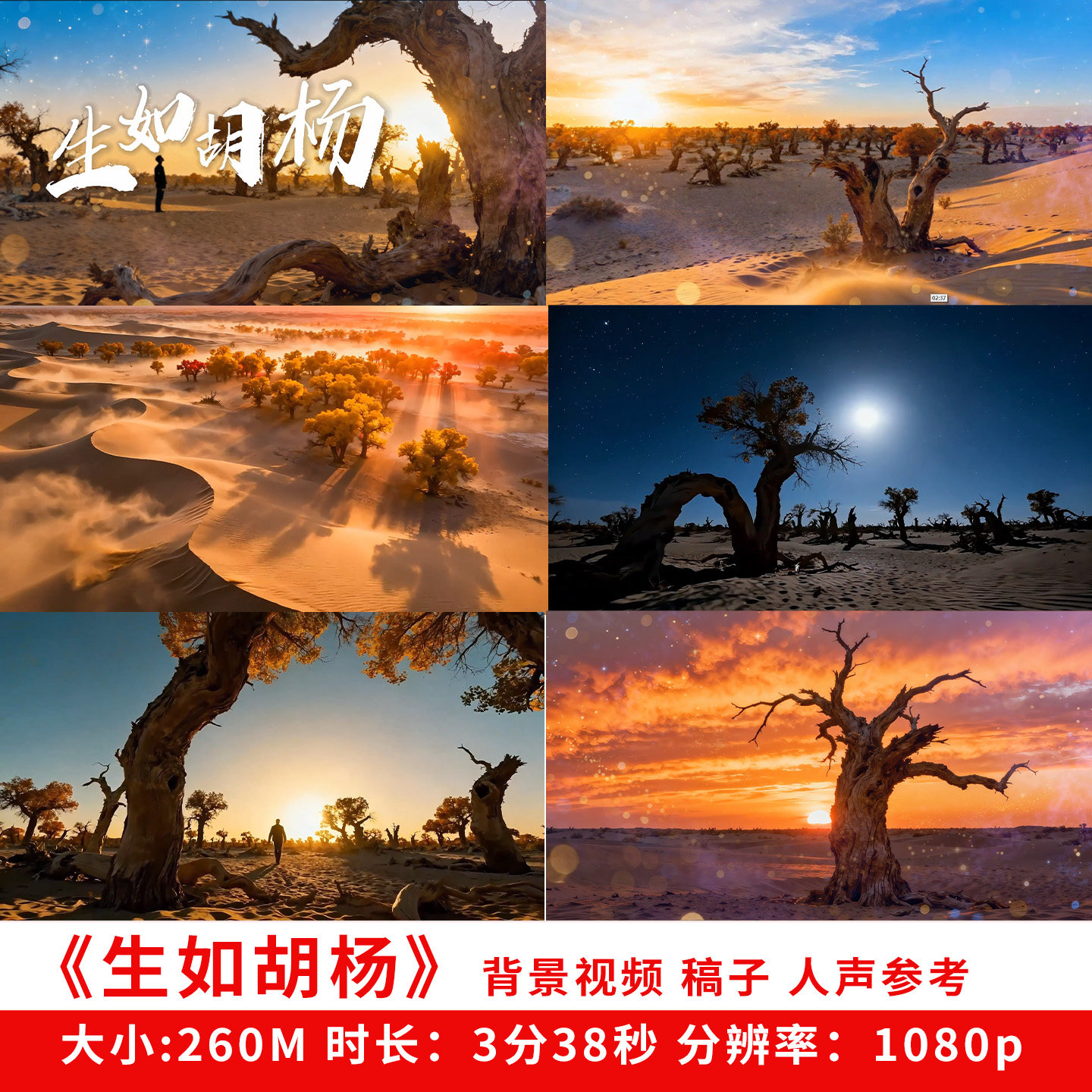生如胡杨背景视频素材高清经典演讲朗读朗诵沙漠led大屏抠像合成