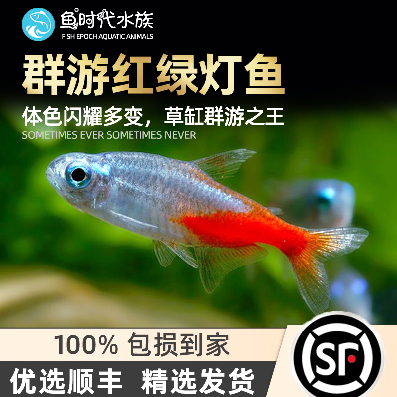 [鱼时代]红绿灯 淡水草缸小型群游热带观赏灯科鱼霓虹红莲彩灯鱼