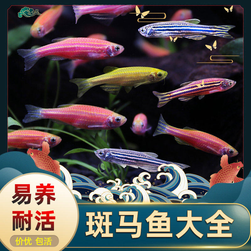 斑马鱼斑马鱼活体 七彩红斑马鱼蓝斑马鱼蓝条鱼花条鱼热带观赏鱼