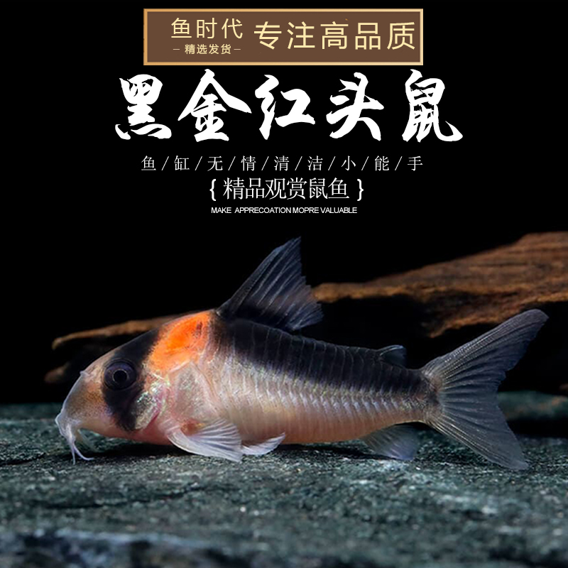 黑金红头鼠南美进口鼠鱼f1人工小型老鼠鱼群游清理底床残渣工具鱼