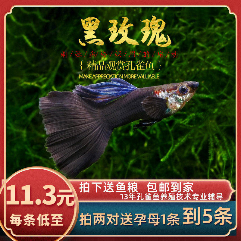 [鱼时代]黑玫瑰 精品孔雀舞 胎生观赏鱼黑尾礼服木炭黑热带凤尾鱼