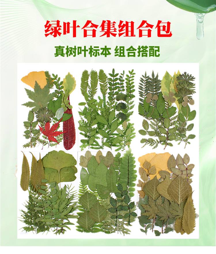 树叶标本组合植物标本组合干花材料包学生树叶书签亲子diy押花