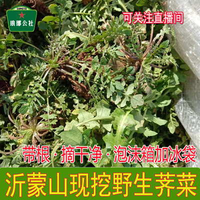 沂蒙山野生现挖荠菜可包水饺混沌