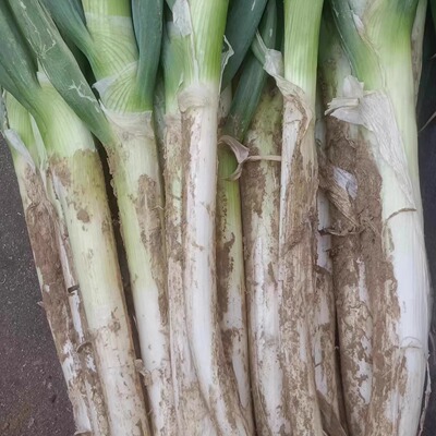 山东临沂大葱农家种植大葱