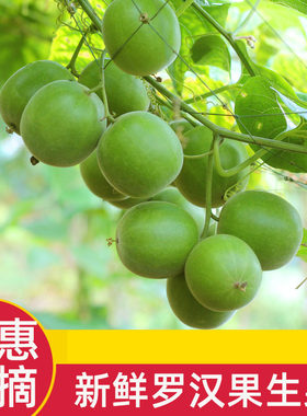 新疆包邮现货可发现摘新鲜罗汉果生果鲜果广西桂林特产永福新果茶