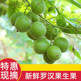 现货可发现摘新鲜罗汉果生果鲜果广西桂林特产永福新果茶散装泡茶