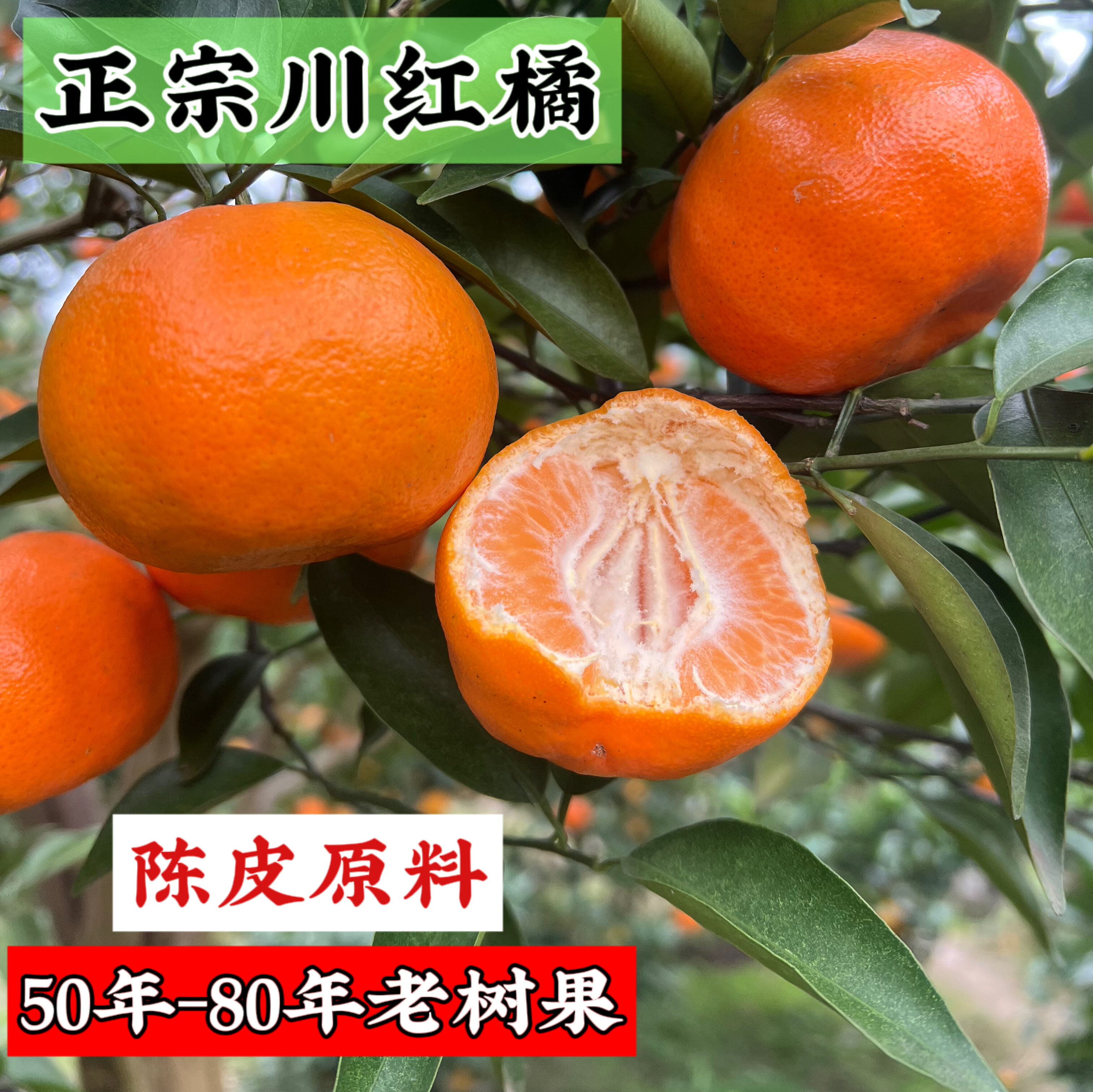 老树川红橘 老品红桔 四川新鲜水果当季橘子柑橘现摘现发,水产肉类/新鲜蔬果/熟食,桔子,淘宝优惠券,粉丝福利购,淘宝优惠卷