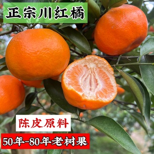 老树川红橘 老品红桔 四川新鲜水果当季橘子柑橘现摘现发