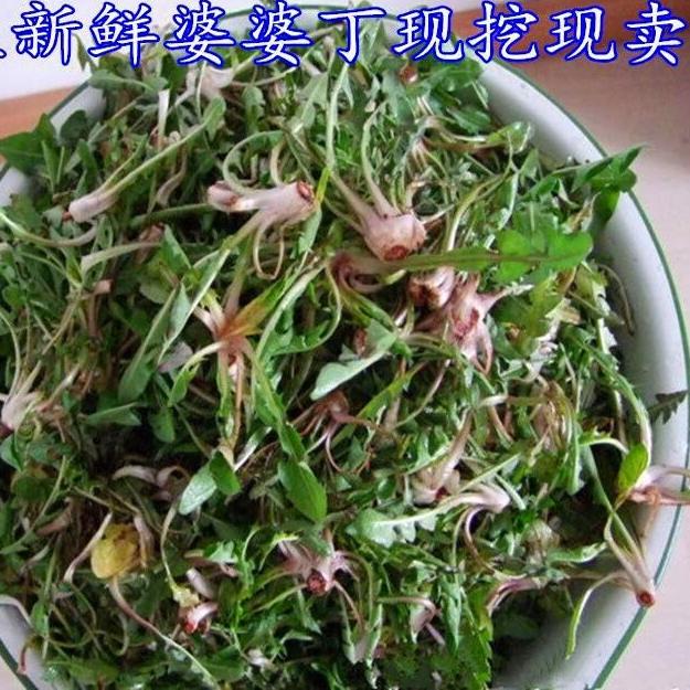 东北现摘新鲜蒲公英婆婆丁250其它