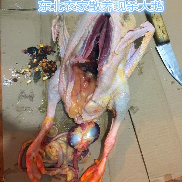 农村散养现杀新鲜包邮真空大白鹅
