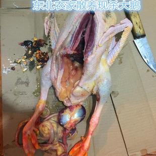 农村散养大白鹅燕鹅土鹅现杀新鲜可录视屏看鹅选鹅包邮真空包天然
