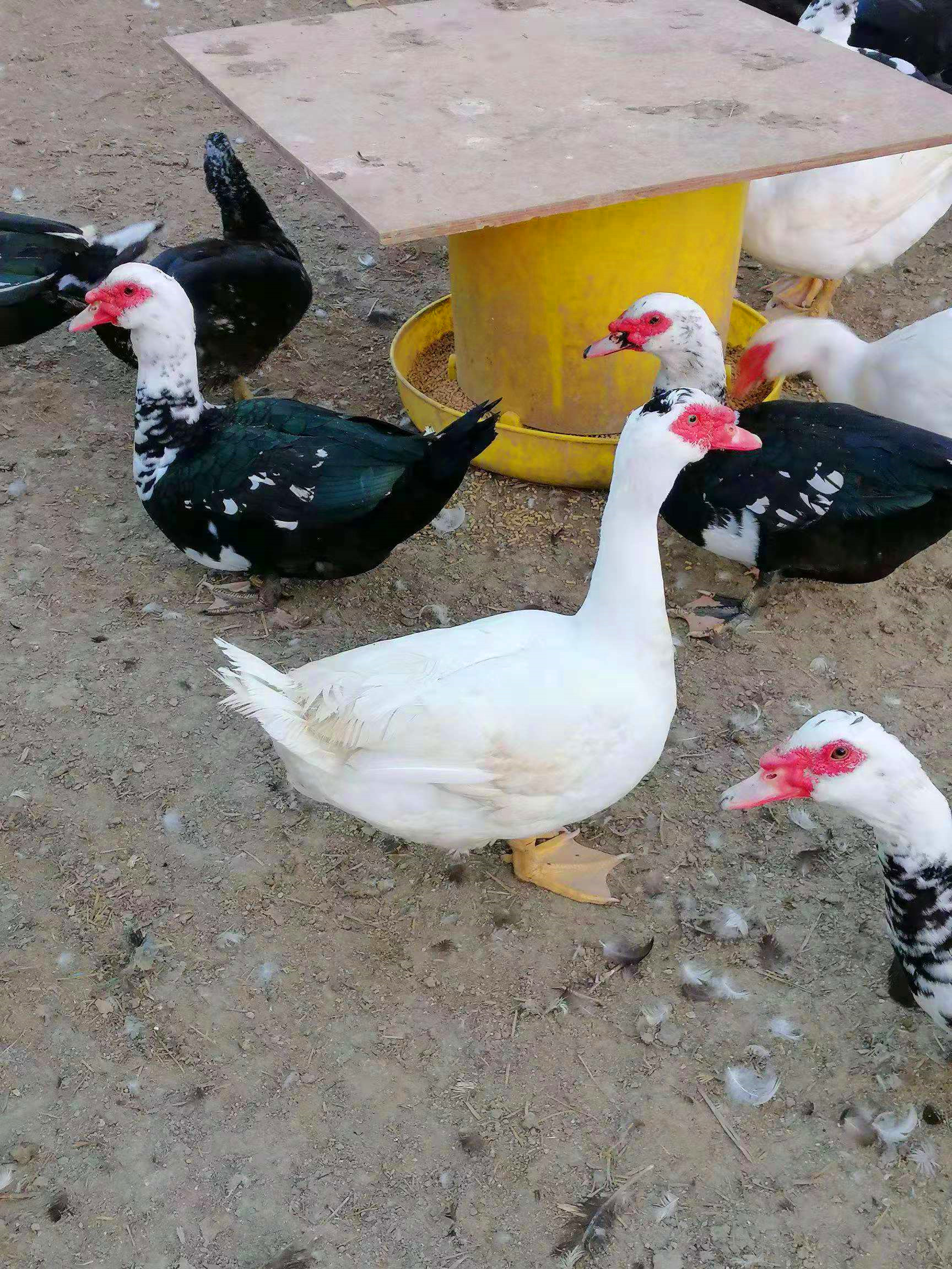 东北特产农家院新鲜现杀非洲燕番鸭土鸭子鸳鸯整只包邮散养老鸭