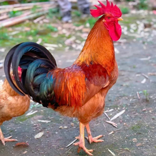 东北特产农家院新鲜现杀正宗小笨公鸡柴鸡肉小鸡散养包邮整只细腿