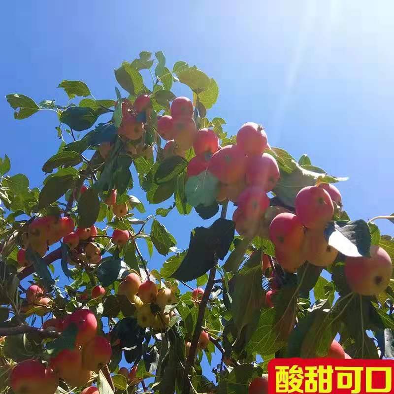 东北新鲜海棠沙果现摘5斤包邮农家当季酸甜鲜果 生吃时令水果直发