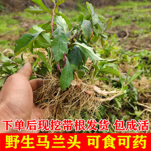 野生红梗马兰头苗连根种子野菜种苗四季绿化阳台盆栽菜园种植包邮
