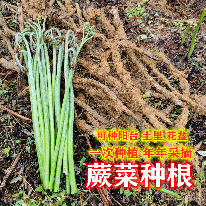 新鲜蕨菜种根 撅菜苔 山野菜种子 山阙菜厥菜根 蕨菜根  新鲜蕨菜