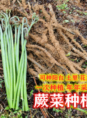 新鲜蕨菜种根 撅菜苔 山野菜种子 山阙菜厥菜根 蕨菜根  新鲜蕨菜