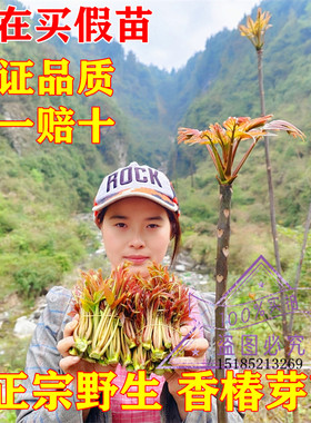 香椿树苗新鲜红油四季种苗正宗春芽树苗食用盆栽地栽野生香春树苗