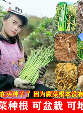 蕨菜种子厥菜阙菜种根水蕨菜根苗