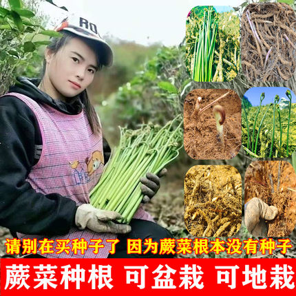 蕨菜种子厥菜根山阙菜种根菜根苗蕨苔苗撅菜根可盆栽蕨根