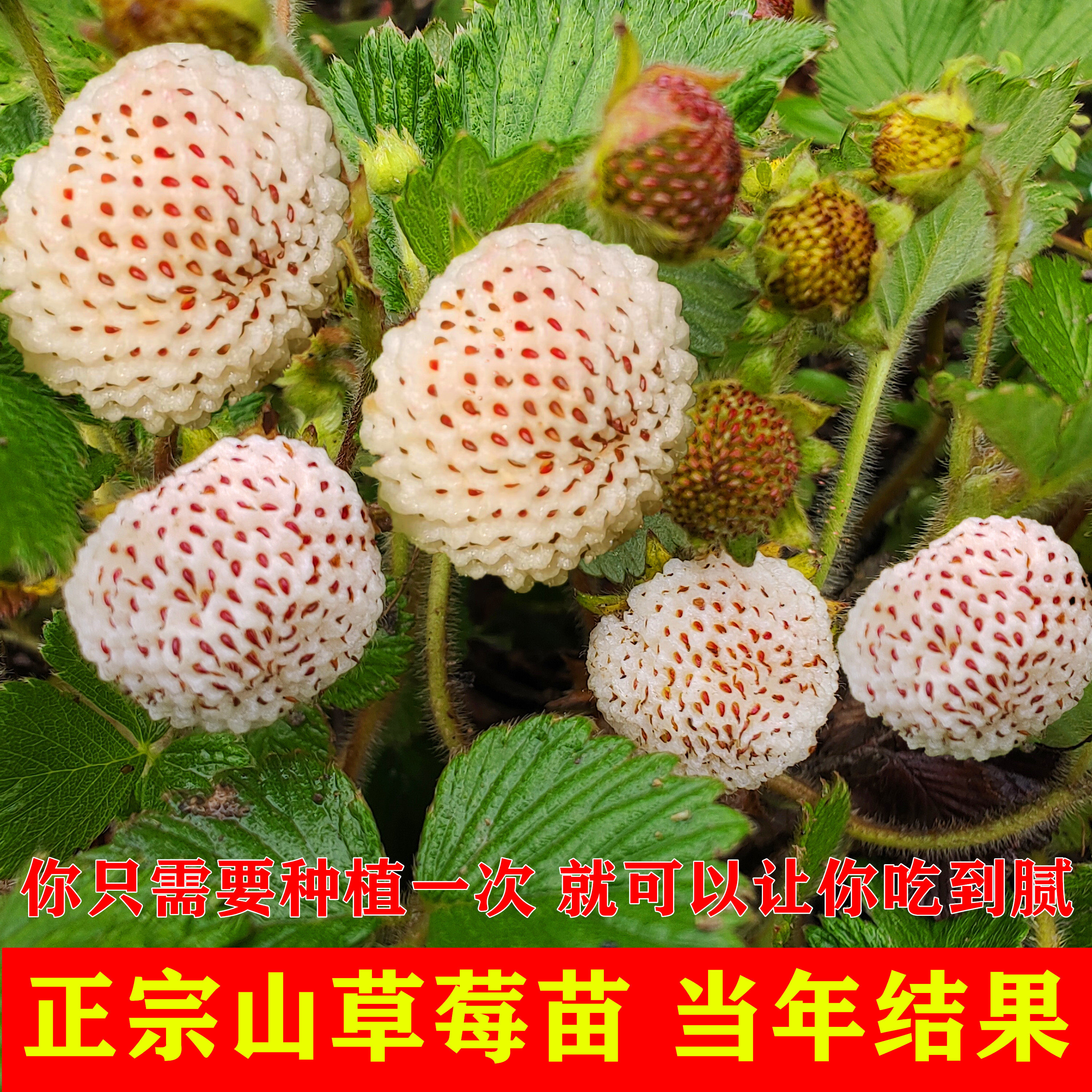 白草莓苗白泡苗野生草莓苗盆栽庭院地泡种子草莓苗山草莓苗地毛泡