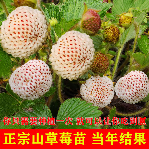 白草莓苗白泡苗野生草莓苗盆栽庭院地泡种子草莓苗山草莓苗地毛泡