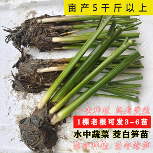 现挖特早熟双季茭白苗种四季高笋种苗交白苗高瓜苗老蹲苗改良菜苗