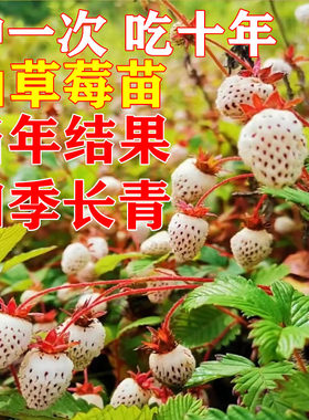 野生白泡苗盆栽瓢子苗奶油白草莓苗山草莓野地泡种子苗香甜大米泡